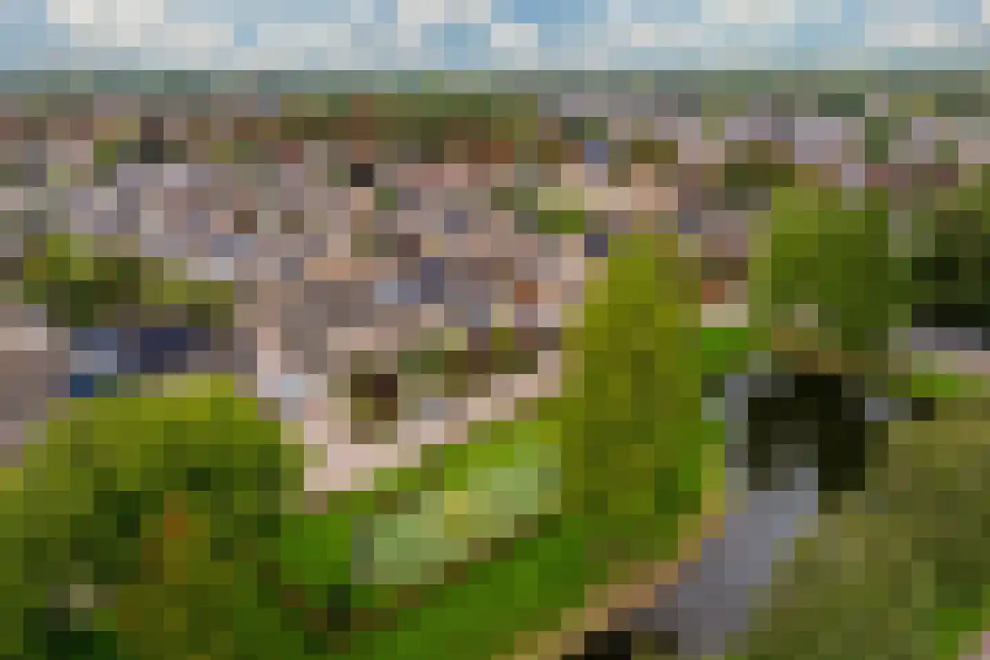 Kokmeeuw 21 's-Hertogenbosch thumbnail 36