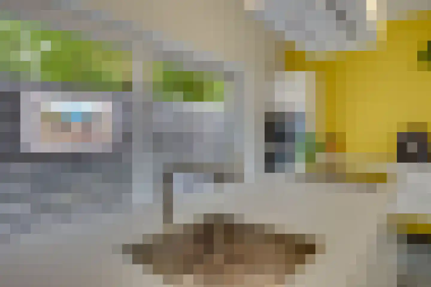 Kokmeeuw 23 Leusden thumbnail 13