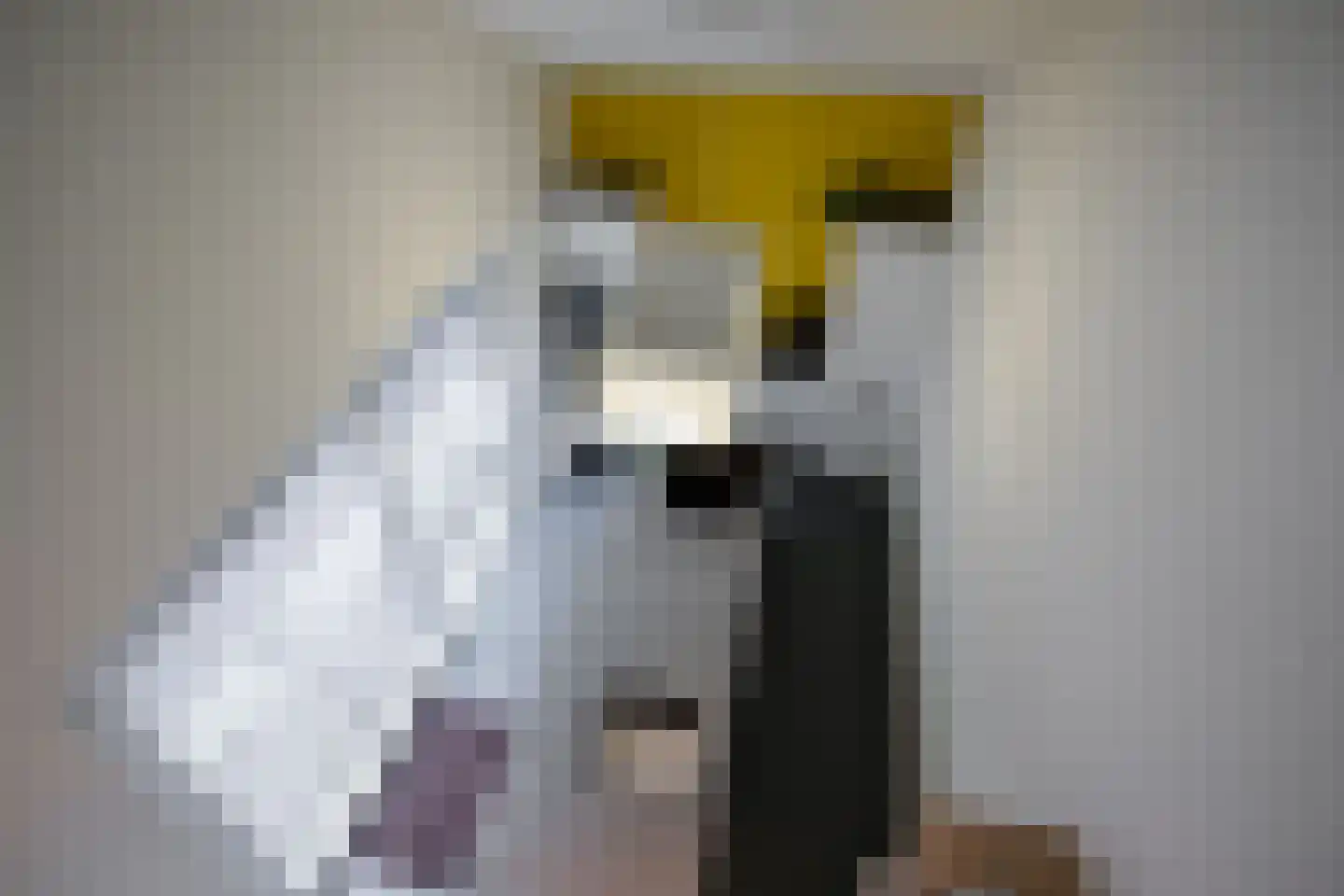 Kokmeeuw 23 Leusden thumbnail 25