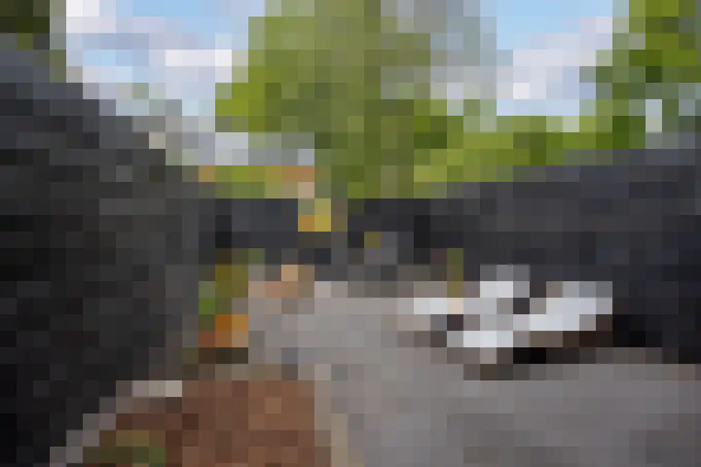 Kokmeeuw 23 Leusden thumbnail 33