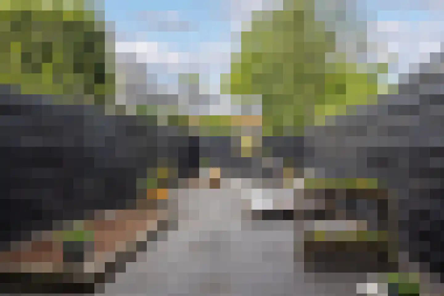 Kokmeeuw 23 Leusden thumbnail 34