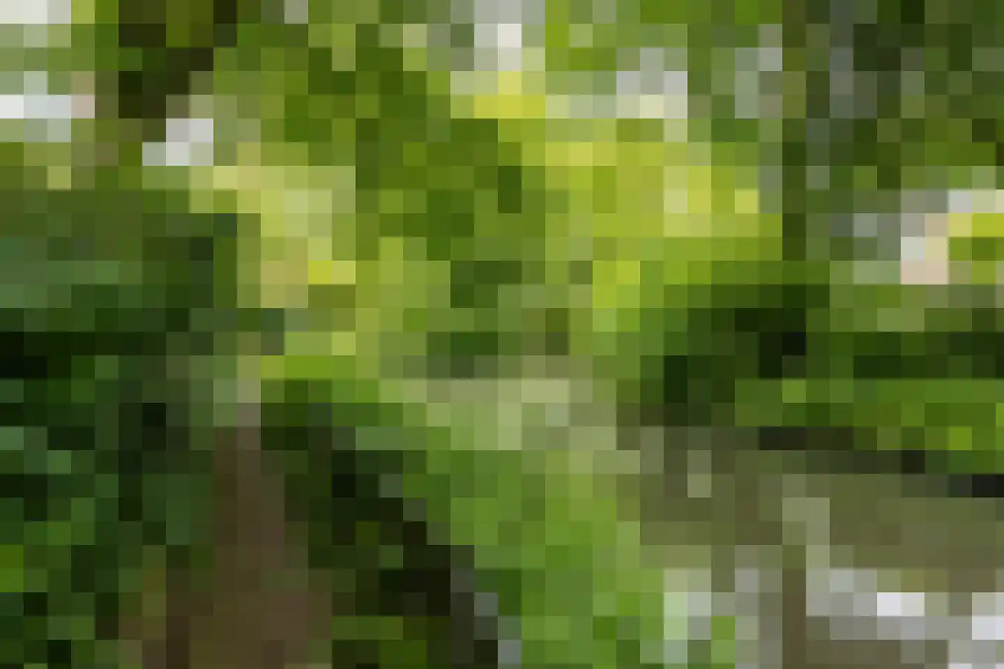 Kokmeeuw 23 Leusden thumbnail 37