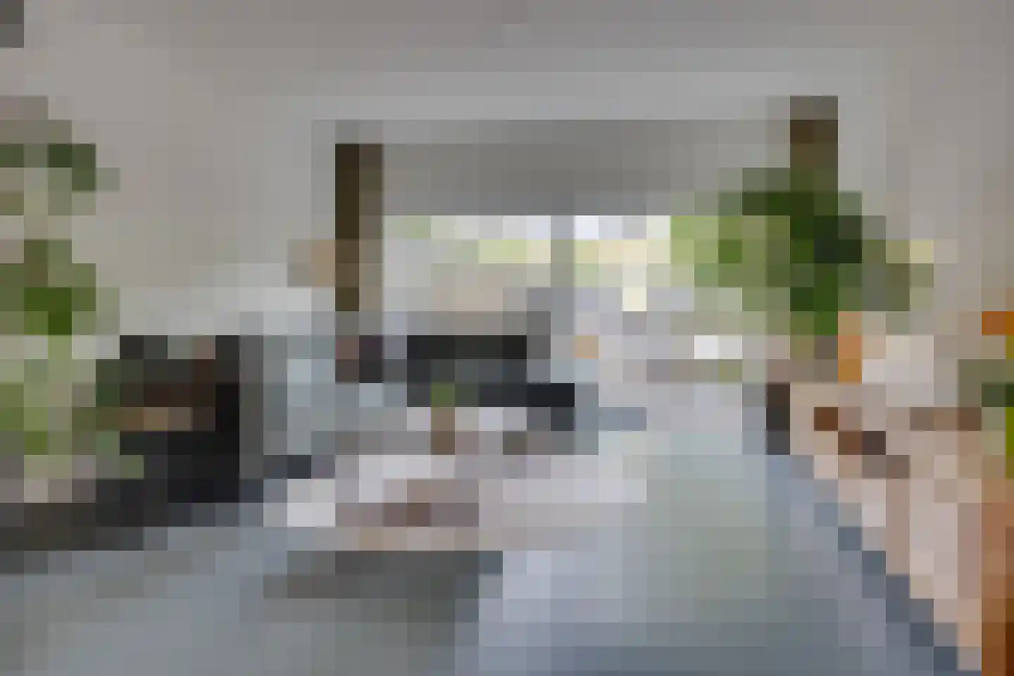 Kokmeeuw 23 Leusden thumbnail 8