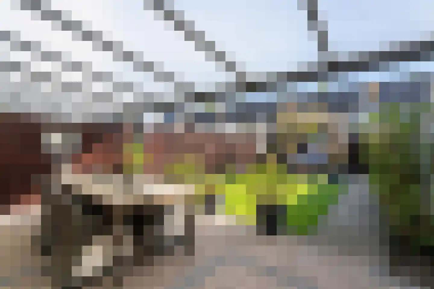 Kokmeeuw 32 Weert thumbnail 35