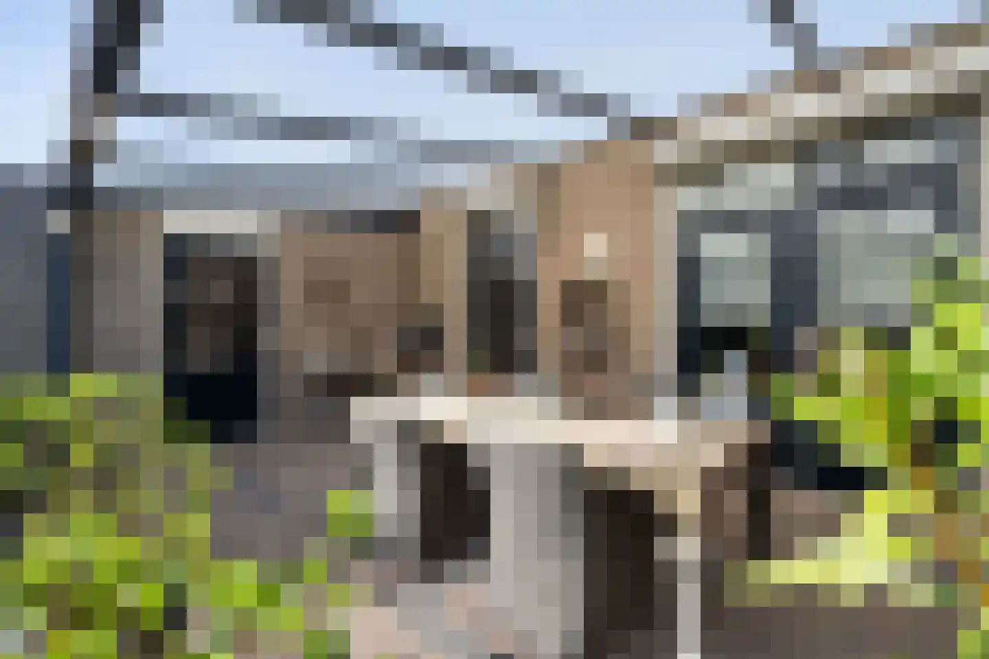 Kokmeeuw 32 Weert thumbnail 37