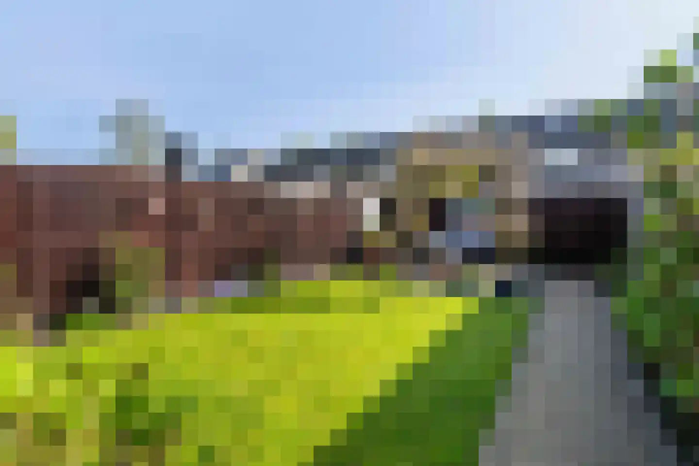 Kokmeeuw 32 Weert thumbnail 38