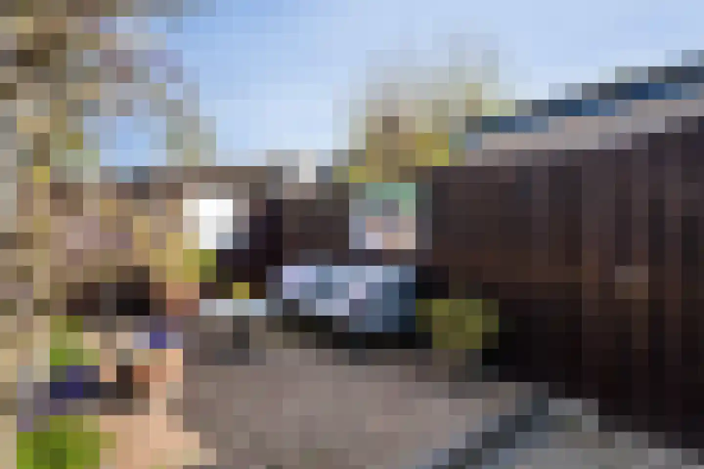 Kokmeeuw 32 Weert thumbnail 39