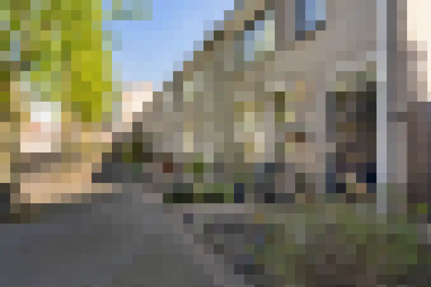 Kokmeeuw 32 Weert thumbnail 9