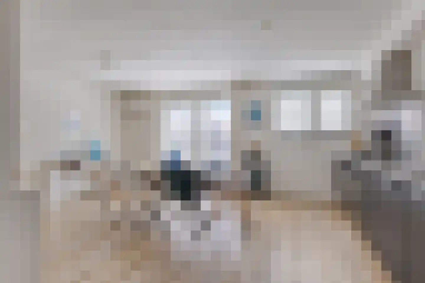 Kokmeeuw 8 Bergen op Zoom thumbnail 4