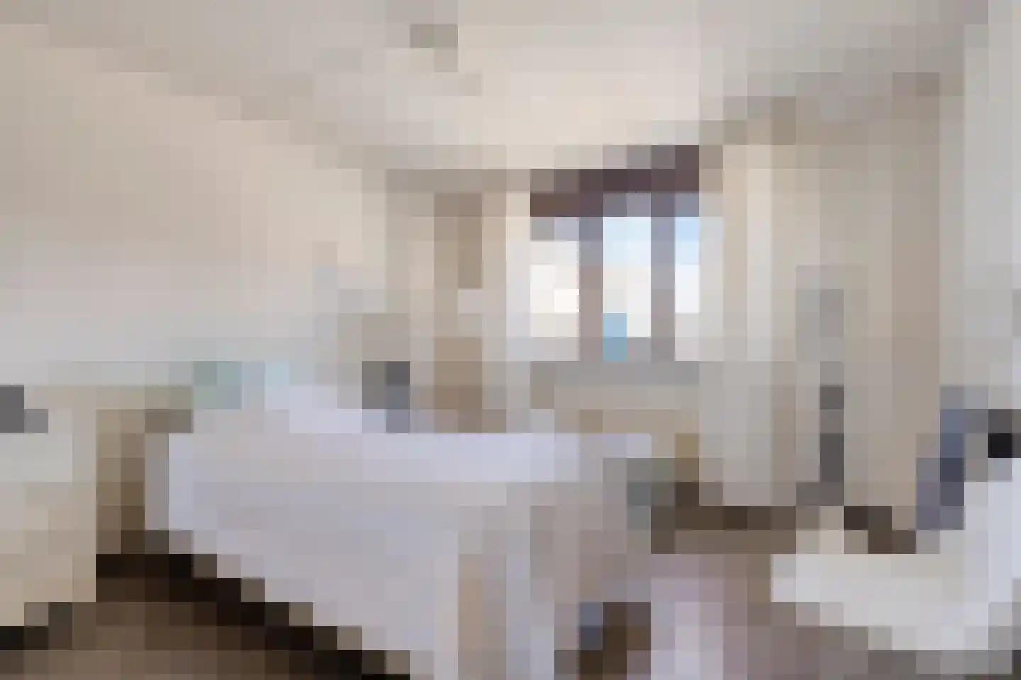 Kokmeeuw 8 Bergen op Zoom thumbnail 9