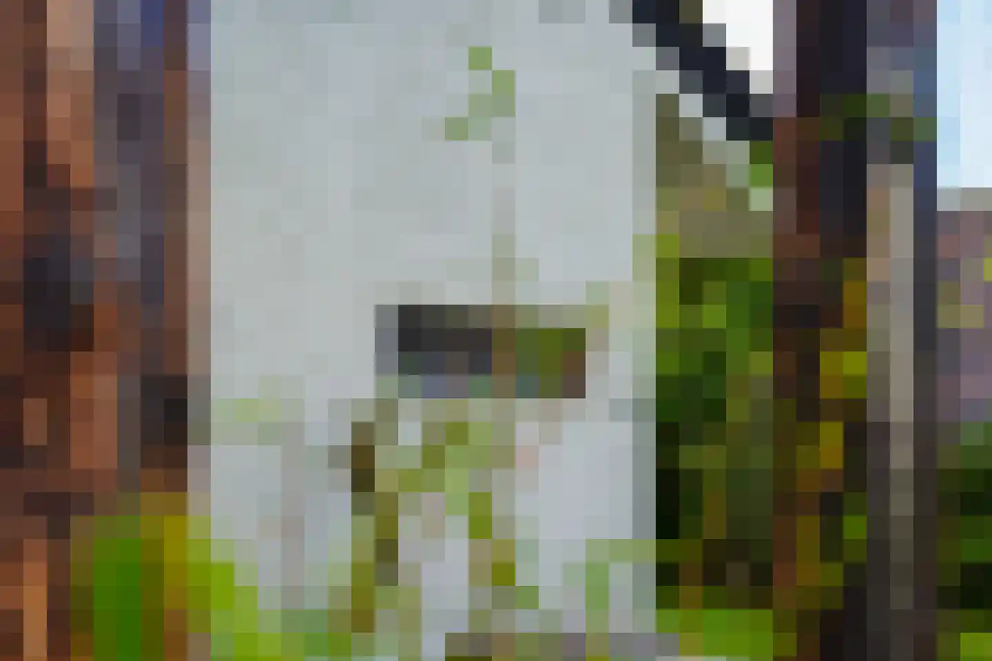 Kokmeeuwstraat 12 Zierikzee thumbnail 69