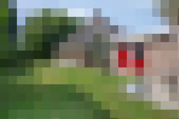 Kokmeeuwstraat 19 Zierikzee thumbnail 30