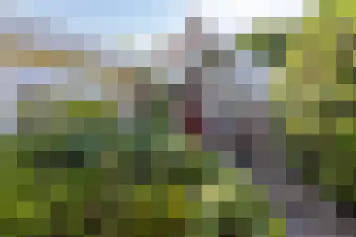 Kokmeeuwstraat 19 Zierikzee thumbnail 34