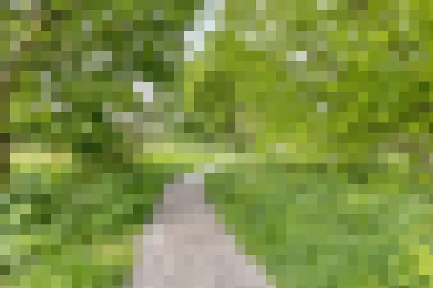 Kokos 18 Goirle thumbnail 46