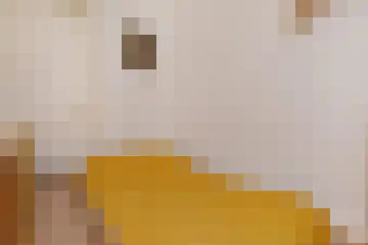 Kokosnootstraat 17 Den Haag thumbnail 26