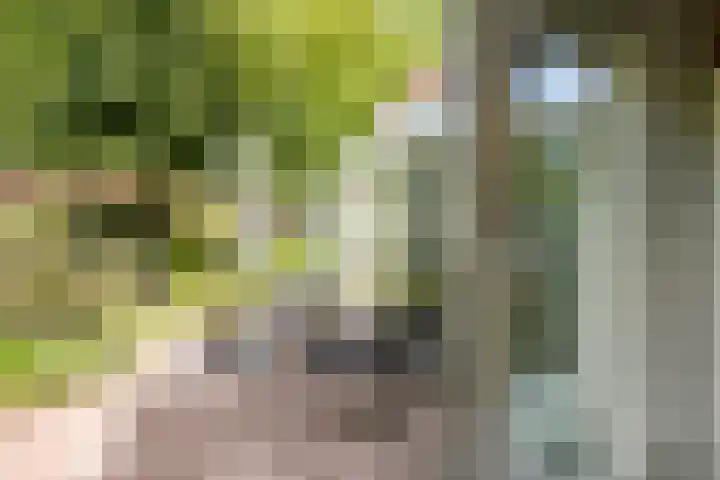 Koksburg 1 Middenbeemster thumbnail 18