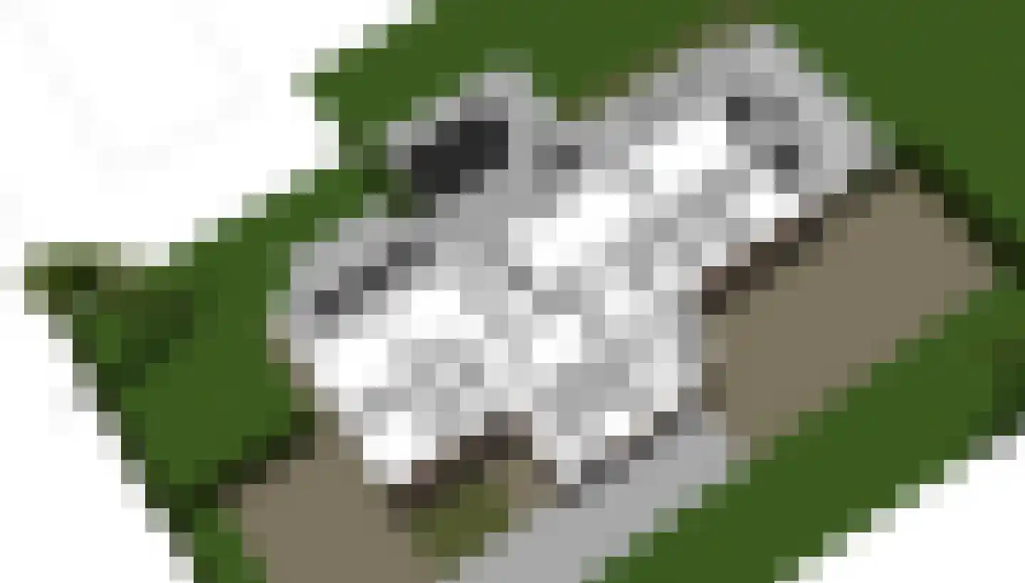Kokse Hoeve 3 Vinkel thumbnail 65