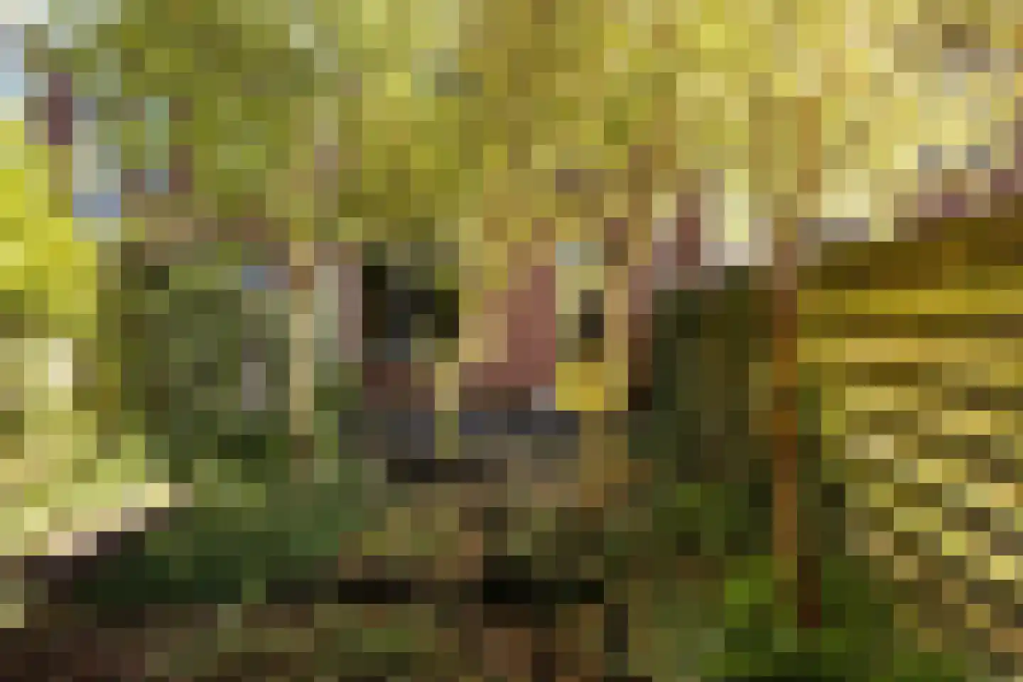 Koldakker 31 Assen thumbnail 16