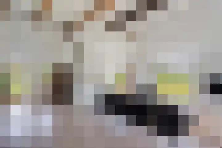 Kolderveense Bovenboer 25 Nijeveen thumbnail 16