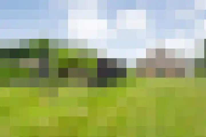 Kolderveense Bovenboer 25 Nijeveen thumbnail 34