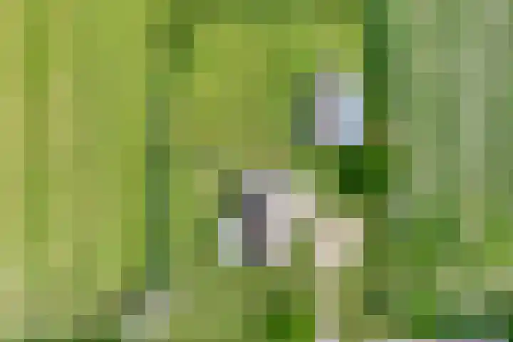 Kolderveense Bovenboer 25 Nijeveen thumbnail 43