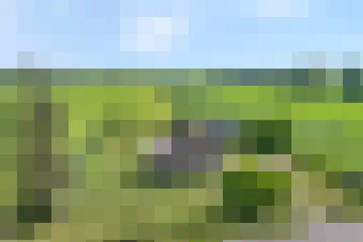 Kolderveense Bovenboer 25 Nijeveen thumbnail 6