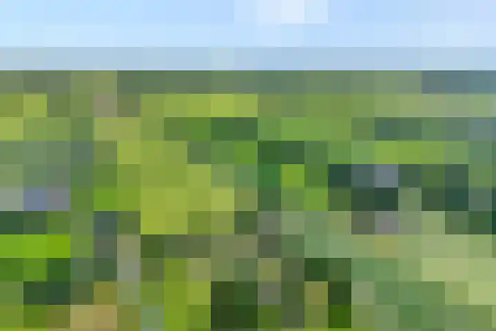 Kolderveense Bovenboer 25 Nijeveen thumbnail 7
