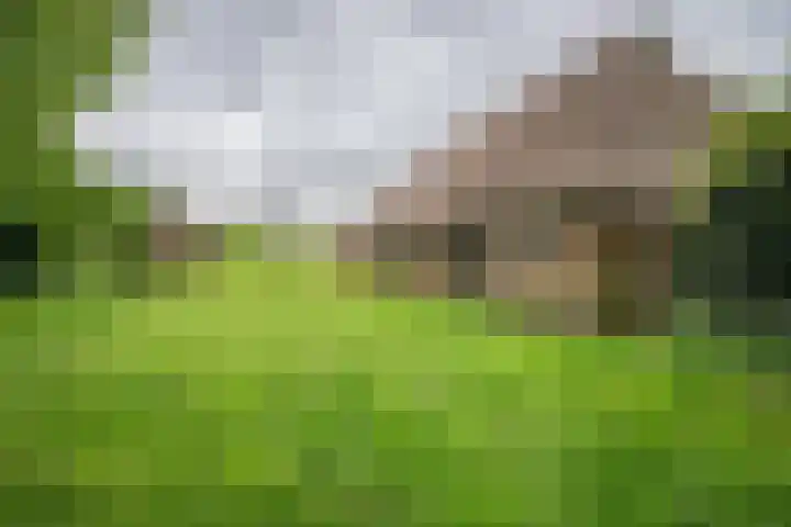 Kolderveense Bovenboer 36 Nijeveen thumbnail 15