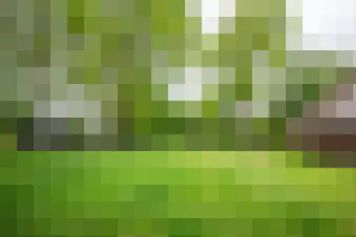 Kolderveense Bovenboer 36 Nijeveen thumbnail 21
