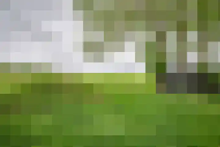 Kolderveense Bovenboer 36 Nijeveen thumbnail 22