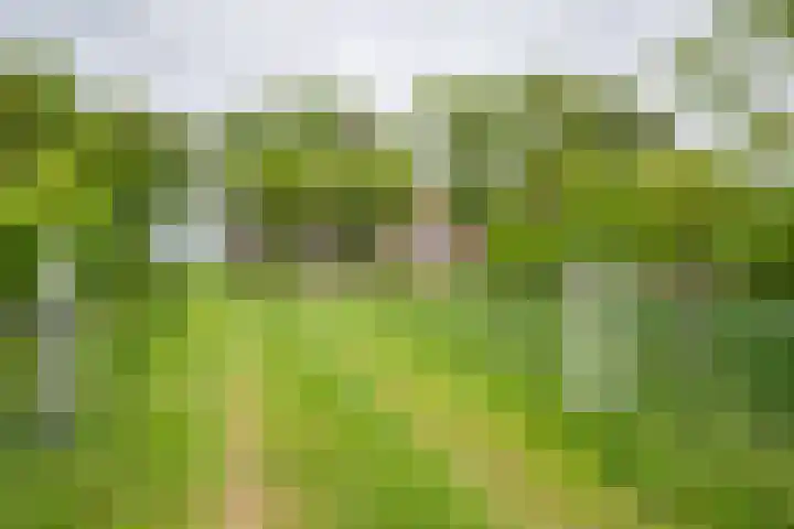 Kolderveense Bovenboer 36 Nijeveen thumbnail 24