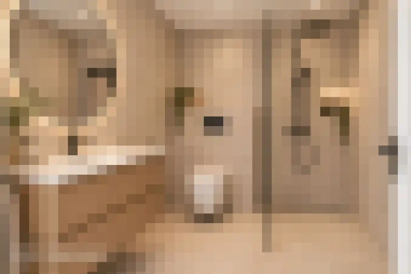 Kolebossenlaan 7 IJmuiden thumbnail 31