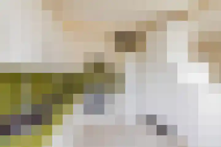 Kolebossenlaan 9 IJmuiden thumbnail 18