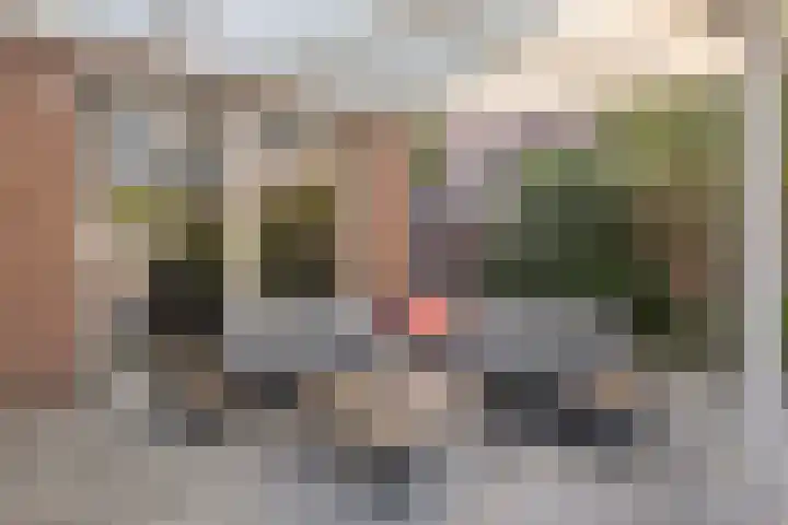 Koleind 36 Veldhoven thumbnail 30