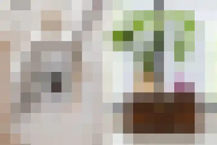 Kolenboer 19 Hendrik-Ido-Ambacht thumbnail 9