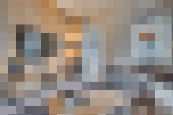 Kolenstraat 22 Venlo thumbnail 13