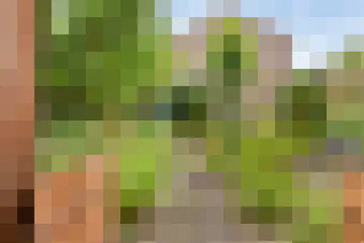 Koles 3 Rolde thumbnail 23