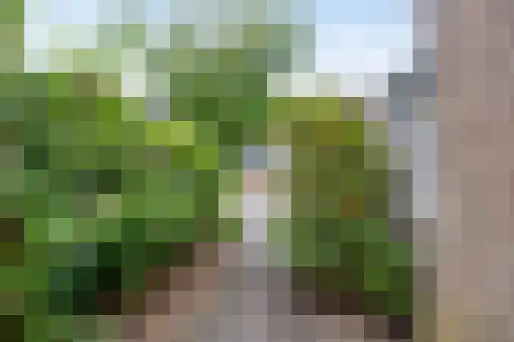Koles 3 Rolde thumbnail 30