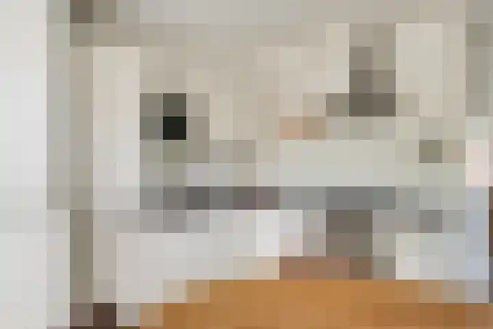 Kolgans 37 Nibbixwoud thumbnail 10