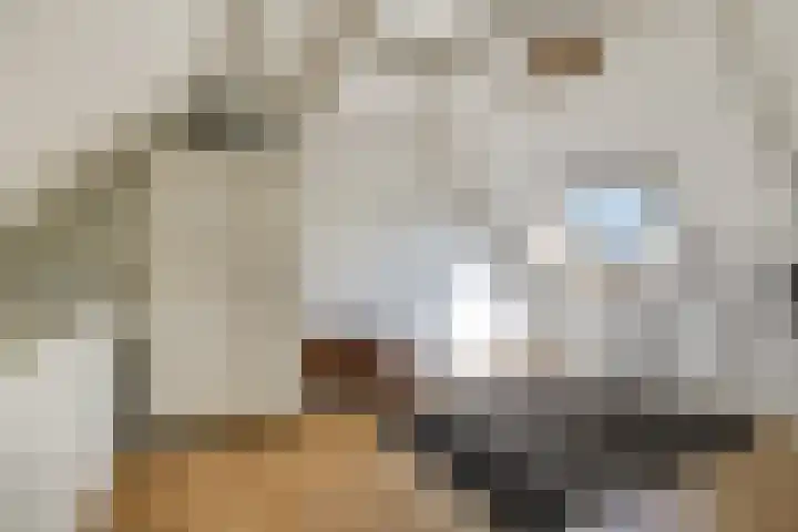 Kolgans 37 Nibbixwoud thumbnail 40