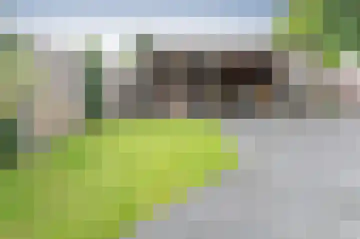 Kolgans 7 Emmen thumbnail 27