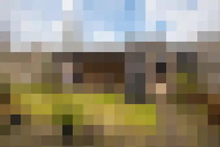 Kolibrievlinder 25 Enschede thumbnail 24