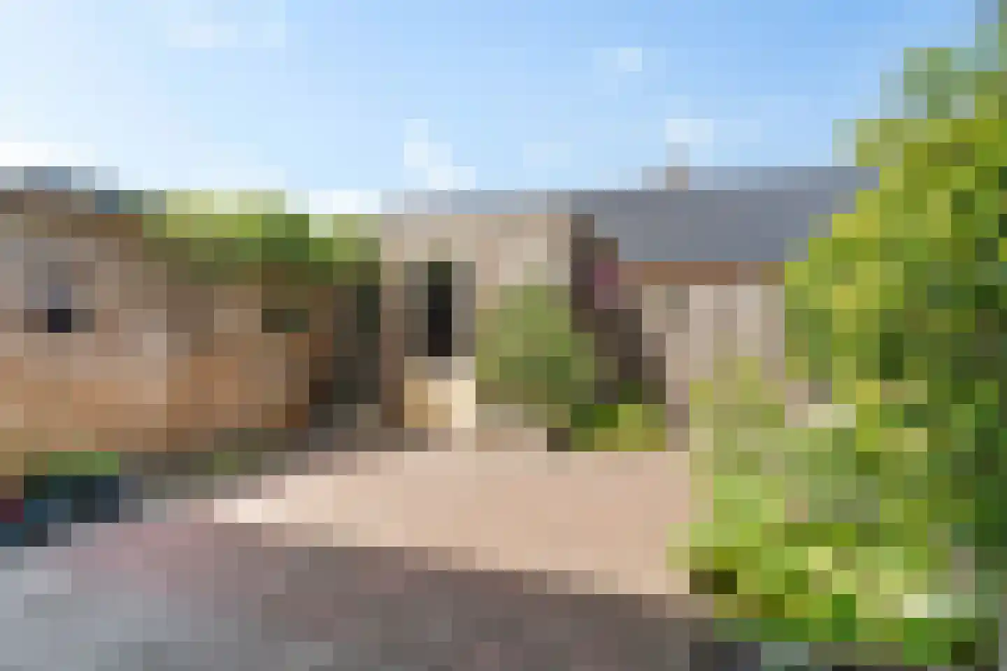 Kolibrievlinder 35 Enschede thumbnail 37