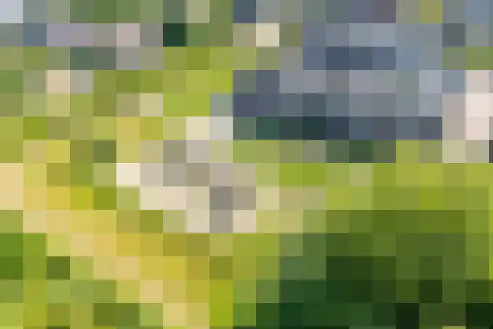 Kolkakker 19 Wehl thumbnail 43