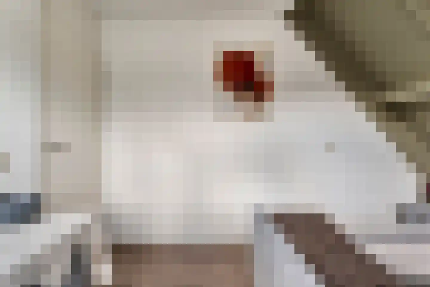 Kolkakkers 19 Dalen thumbnail 29