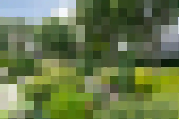 Kolkakkers 98 Dalen thumbnail 26