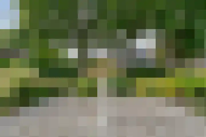 Kolkakkers 98 Dalen thumbnail 28