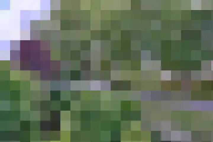 Kolkmansweg 12 Schalkhaar thumbnail 18