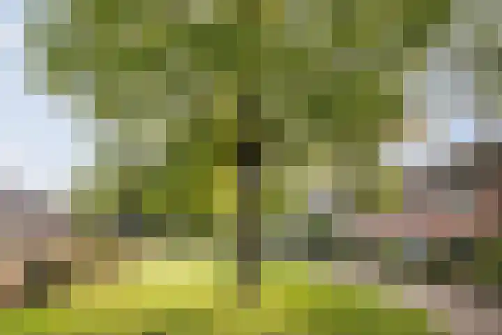 Kolkmansweg 28 Schalkhaar thumbnail 49