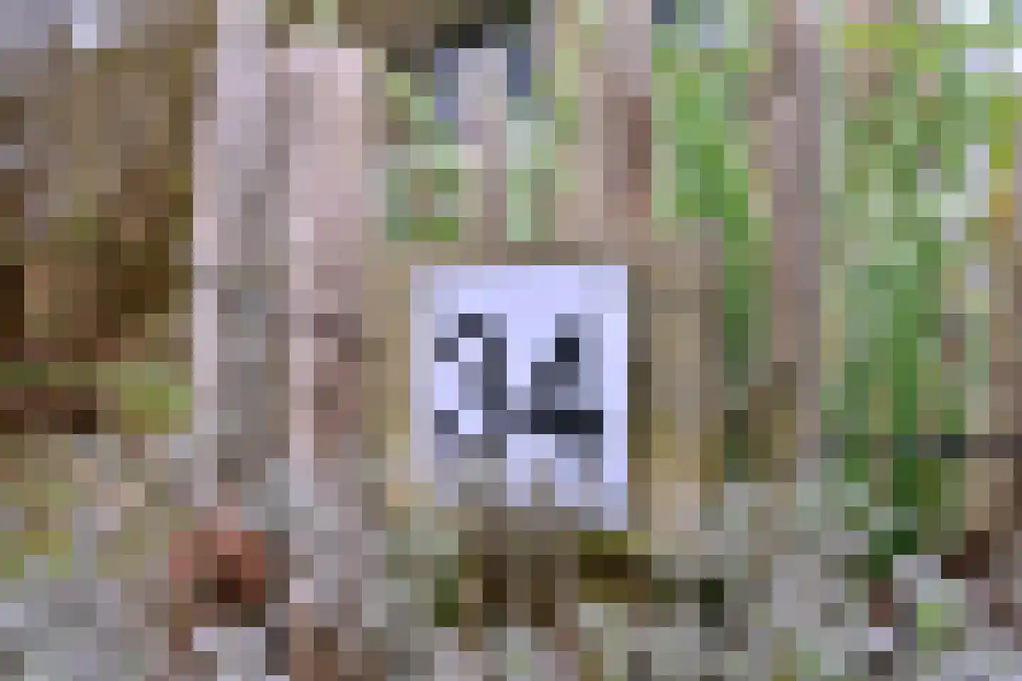 Kolkmansweg 34 Schalkhaar thumbnail 5